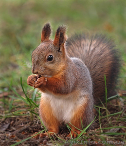 Индивидуальное выполнение заданий на сессию #172905
