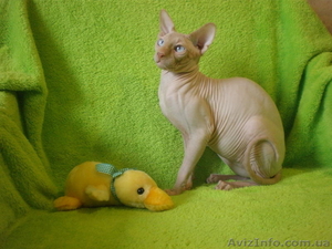 Канадский сфинкс для вязки в Николаеве. #161965