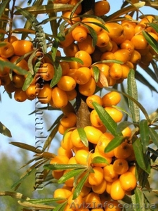 Саженцы голубики,  облепихи в садовом питомнике 