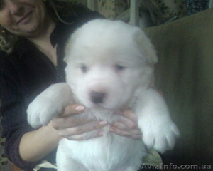 продажа щенков алабаев #180882