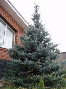 Голубые ели,  ель,  голубая ель  #174135