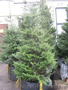 Ель  купить Киев,  голубая ель  #174122