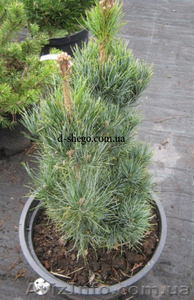 Сосна купить Киев,  сосна горная  #174130