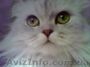 Необыкновенная Красавица Срочно Ищет Дом #164864