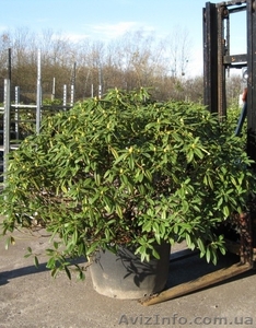 Лиственные деревья,  лиственные кустарники #174127