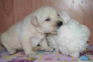 Палевые щенки лабрадора #166550