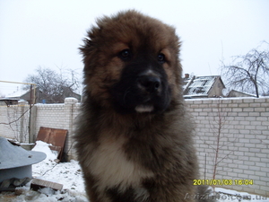 щенок кавказкой овчарки. щенок суперр. #111171