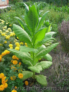 ПРОДАМ семена табака американской, украинской селекции #172289