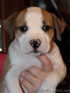 Щенки Американский Стаффордширский Терьер Продам (стафф, амстафф) #159645