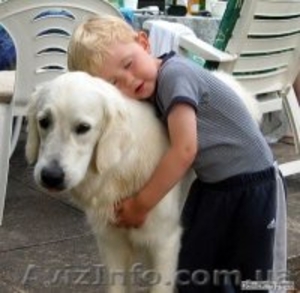 Кинологические услуги в Харькове #179749