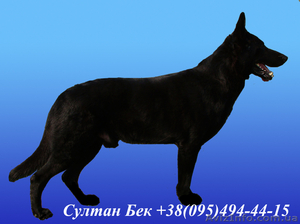 Восточноевропейская овчарка.Киев #183004