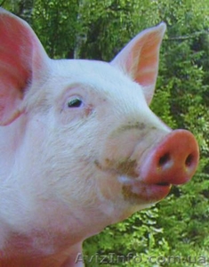 Продам  свинину #172958