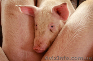  Продам больших свиней и поросят !!! #178447