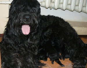 Русский черный терьер,  высокопородные щенки #165330