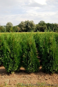 Туя,  туя западная #174103