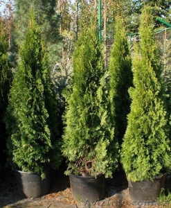 Продам саженцы: туя и самшит #159878