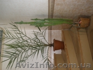 Финиковая пальма от 60 до 200 см #175673