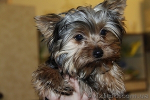 Продаются гламурные йорки! #177401