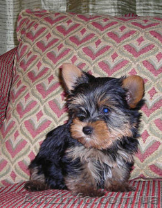 Продам Йоркширского терьера(йорк) #157151