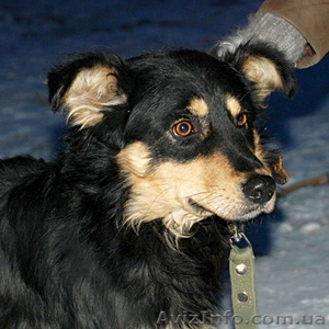 Хозяин,  где ты? #164866