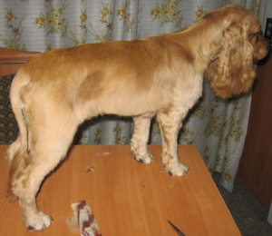 качественная стрижка собак и кошек #163661