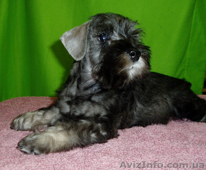 Предлагаем высококлассных щенков цвергшнауцера окраса перец с солью.  #189941