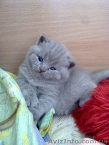 Чистокровные британские котята #204110