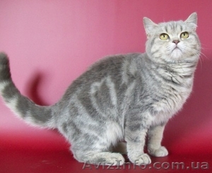 Голубая мраморная кошечка #202458