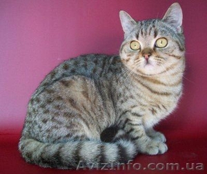 Толстячок скоттиш-страйт #202455