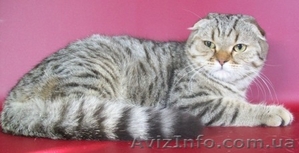 Роскошный скоттиш-фолд #202449