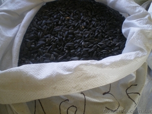 Продам семечку калиброванную #210742