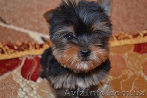 Йоркширский терьер,  #188250