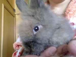 кролик (ангорка) #202471