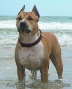 Выставочные щенки американского стаффордширского терьера #199508