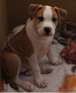 Элитные щеночки амстаффа #199611