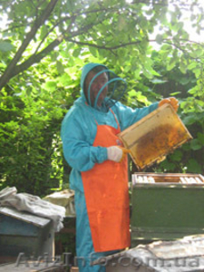 Мед. Харьков. Продам мёд. Своя пасека. #184132