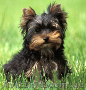 Большой выбор щенков йоркширского терьера #184348