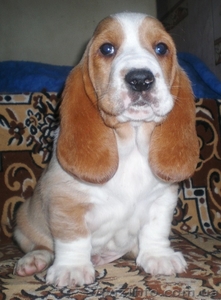 Щенки Бассет Хаунда!!! #207571