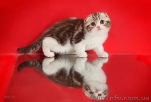 Шотландские котята - scottish fold  – лучший подарок  #189318