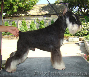 ЩЕНКИ ЦВЕРГШНАУЦЕРА ОКРАСА ЧЕРНЫЙ С СЕРЕБРОМ #215648