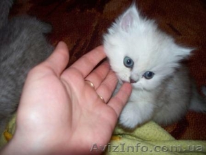 котята британской шиншиллы #187908