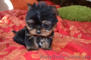 Йоркширский терьер.,  #192614