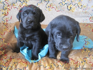 Отличные щенки лабрадора-ретривера! #204538