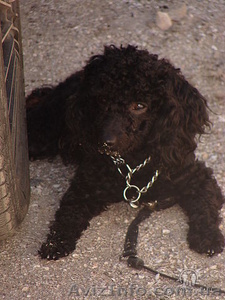 Щенки карликового пуделя. #212944