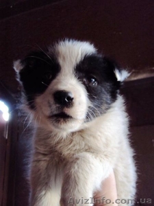 Отдам в хорошие руки щеночков #215646