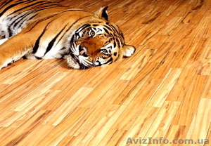 ЛАМИНАТ и ПАРКЕТНАЯ ДОСКА: Продажа,  Укладка и пр. #187478