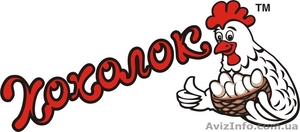 Молодка кур несушек #192245