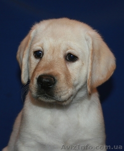 Щенки лабрадора ретривера от Мультичемпиоки, питомник #213696