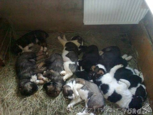 Продаются щенки Алабая #212268