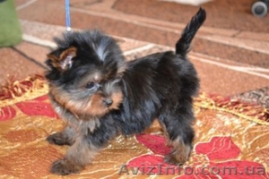 Щенки йоркширского терьера мини и стандарт КСУ #207008